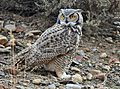 Great Horned Owl on Seedskadee National Wildlife Refuge (22312850906)