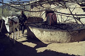 High Atlas-The olive grinding mill (js)