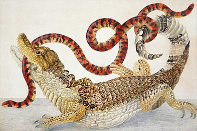 Illustration of a Caiman crocodilus and an Anilius scytale (1701–1705) by Maria Sibylla Merian