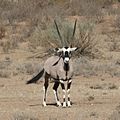 Kalahari gemsbok Oryx gazella