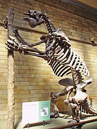 Megatherium americanum Skeleton NHM.JPG