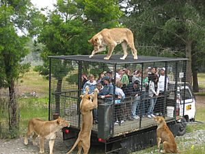 Orana Wildlife Park feeding lions