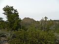 Pinyon-juniper plant community in Hualapai Mountains