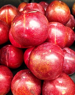 Red pluots