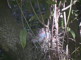 Steller's Jay nesting in California bay tree