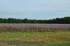 Winton Township field on NC 461