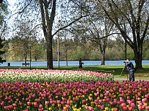 2006 tulips at Dows Lake