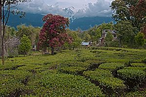 A tea plantation, sights, scenic nature, and culture Himachal Pradesh India