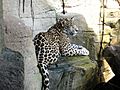Akron Zoo Leopard