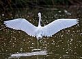 Dancing Snowy Egret (50261946796)