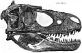 Daspletosaurus torosus skull FMNH