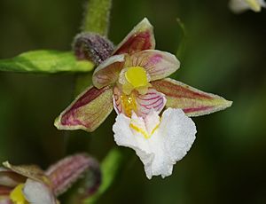 Epipactis palustris - flower