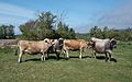 Jersey cows near Brighstone, Isle of Wight, England