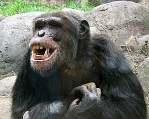 Knoxville zoo - chimpanzee teeth