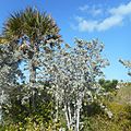 Miami Beach - Sand Dunes Flora - Silver Buttonwood and Palm