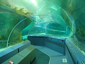Oceanarium tunnel napier aquarium