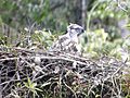 Philippine Eagle with nest