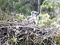 Philippine Eagle with nest.jpg
