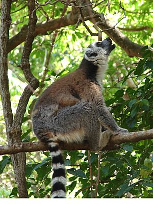 Ring-Tailed Lemur Calling, Anja Reserve (3953855032)