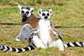 Ringtailed lemurs