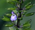 Salvia tiliifolia00