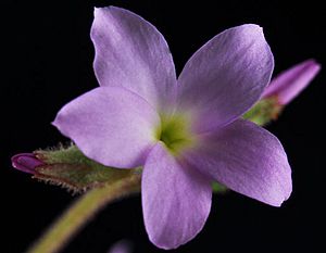 Suksdorfia violacea 1.jpg