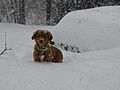 Tollers love the snow (1 year old)