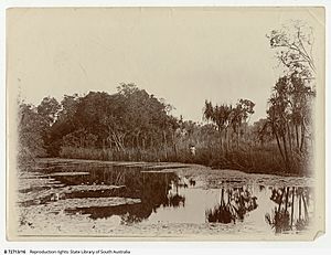Water scene on Poett's old coffee plantation, Rum Jungle, Northern Territory
