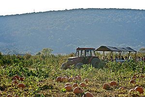 Bluemont pumpkin farm.jpg