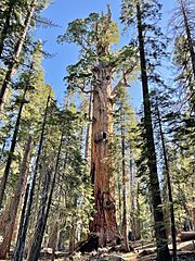 Chief Sequoyah Tree, Sequoia National Park (distance) July 2023