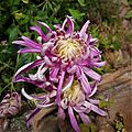 Chrysanthemum 094557