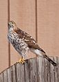 Coopers-Hawk-on-a-Fence