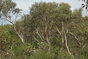 Eucalyptus racemosa.jpg