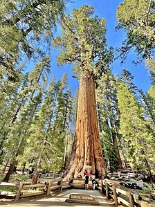 General Sherman Tree in Sequoia National Park - June 2022.jpg