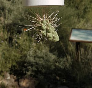 Jumping Cholla with Stem detached