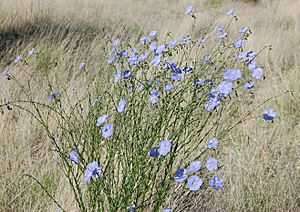 Linum lewisii, blue flax, Albuquerque.JPG