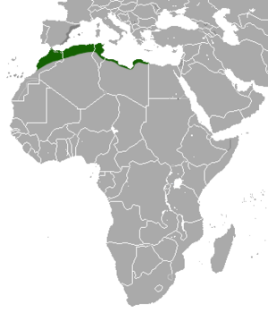 North African Hedgehog area.png