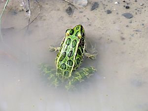 Northern Leopard Frog Ontario 1