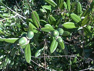 Quercus geminata (homeredwardprice).jpg