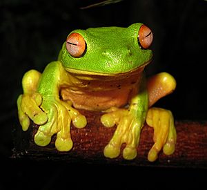 Red-eyed Tree Frog - Litoria chloris edit1