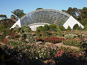 Rose garden at the Adelaide Botanic Garden