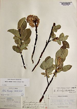 Salix tweedyi specimen.jpg