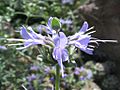Salvia clevelandii - jim sage - desc-flowers - status-rare
