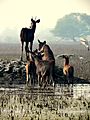 Sambhars are common sight at Keoladeo Ghana National Park Bharatpur India