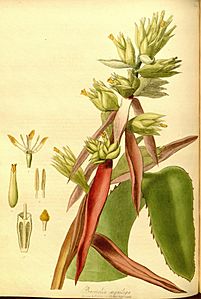 illustration of flower species 
