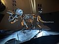 2014 Triceratops horridus fossil