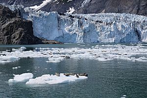 A Harbor Seal nursery on ice in front of The Grand Pacific Glacier in Glacier Bay National Park, Alaska