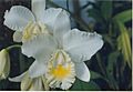 A and B Larsen orchids - Cattleya Marjorie Hausermann York 812-4