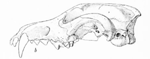 Canis armbrusteri skull left lateral