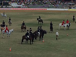Equestrian competitions, main oval, Ekka, 2015